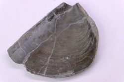 LAEVAPTYCHUS LATUS - Kimmeridgian - "argiles de Chatillon" Fmt - Audresselles, Boulonnais, FRANCE
