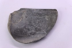 LAEVAPTYCHUS LATUS - Kimmeridgian - "argiles de Chatillon" Fmt - Audresselles, Boulonnais, FRANCE