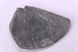 LAEVAPTYCHUS LATUS - Kimmeridgian - "argiles de Chatillon" Fmt - Audresselles, Boulonnais, FRANCE