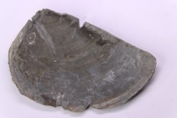 LAEVAPTYCHUS LATUS - Kimmeridgian - "argiles de Chatillon" Fmt - Audresselles, Boulonnais, FRANCE