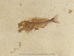 poisson fossile SERRANUS budensis (Henkel, 1856)
