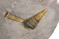Metacerithium trimonile (Michelin, 1838)  - Albien moyen - carriere Courcelles,  Villemoyenne, Aube, FRANCE