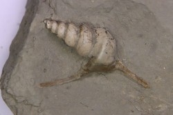 Perissoptera marginata (J. de C. Sowerby, 1836) - Middle Albian - Courcelles quarry,  Villemoyenne, Aube, FRANCE