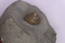 Semisolarium moniliferum (Michelin)    - Middle Albian - Courcelles quarry,  Villemoyenne, Aube, FRANCE