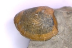 Cardita constanti  (D’Orbigny)    - Middle Albian - Courcelles quarry,  Villemoyenne, Aube, FRANCE