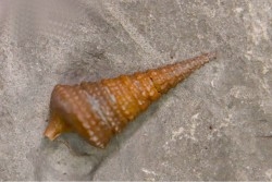 Metacerithium trimonile (Michelin, 1838)  - Albien moyen - carriere Courcelles,  Villemoyenne, Aube, FRANCE