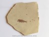 fossil fish SERRANUS  budensis (Henkel, 1856) 