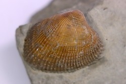 Cardita constanti  (D’Orbigny)  - Albien moyen - carriere Courcelles,  Villemoyenne, Aube, FRANCE