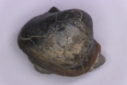 Epicyprina  ervyensis  (Leymerie)  - Middle Albian - Courcelles quarry,  Villemoyenne, Aube, FRANCE