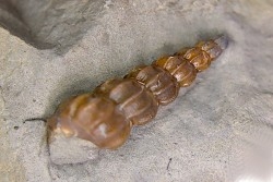 Claviscala  clementina (D’Orbigny)   - Middle Albian - Courcelles quarry,  Villemoyenne, Aube, FRANCE