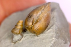 Cardita constanti  (D’Orbigny)  - Albien moyen - carriere Courcelles,  Villemoyenne, Aube, FRANCE