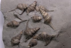 rare accumulation de 10 Perissoptera marginata - Albien moyen - carrière Courcelles,  Villemoyenne, Aube, FRANCE