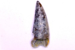 dent de dinosaure Sauronitholestes langstoni - Hell Creek  Formation  crétacé supérieur  Dawson County, Montana