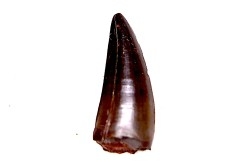 dinosaur tooth Sauronitholestes langstoni - Hell Creek Formation,  Dawson County, Montana, USA