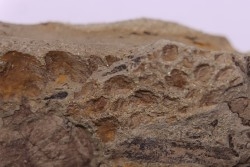 skin impression  dinosaur hadrosaure : edmontosaure