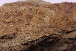 empreinte de peau de dinosaure HADROSAURE  edmontosaurus - Hell Creek  Fmt - crétacé supérieur - Montana - USA