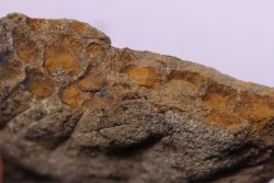 skin impression  dinosaur hadrosaure : edmontosaure