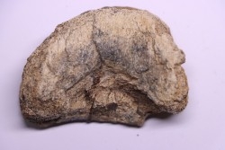 dinosaur Toe bone: TRICERATOPS HORRIDUS - Hell Creek  Fmt - upper cretaceous - Dawson County, Montana - USA