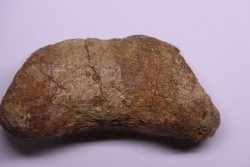 dinosaur Toe bone: TRICERATOPS HORRIDUS - Hell Creek  Fmt - upper cretaceous - Dawson County, Montana - USA