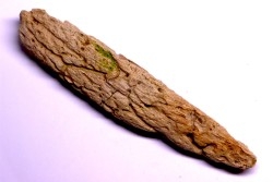 dinosaur Epioccipatal bone: TRICERATOPS HORRIDUS - Hell Creek  Fmt - upper cretaceous - Dawson County, Montana - USA