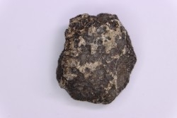 scute de dinosaure :  Sauropelta  edwardsorum  (Ankylosaurien) - Crétacé Inférieur - CLOVERLY Fmt,  Bighorn Co, Wyoming, USA