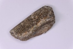 scute de dinosaure :  Sauropelta  edwardsorum  (Ankylosaurien) - Crétacé Inférieur - CLOVERLY Fmt,  Bighorn Co, Wyoming, USA