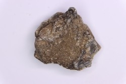 scute de dinosaure :  Sauropelta  edwardsorum  (Ankylosaurien) - Crétacé Inférieur - CLOVERLY Fmt,  Bighorn Co, Wyoming, USA