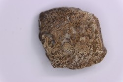 scute de dinosaure :  Sauropelta  edwardsorum  (Ankylosaurien) - Crétacé Inférieur - CLOVERLY Fmt,  Bighorn Co, Wyoming, USA