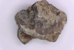 scute de dinosaure :  Sauropelta  edwardsorum  (Ankylosaurien) - Crétacé Inférieur - CLOVERLY Fmt,  Bighorn Co, Wyoming, USA