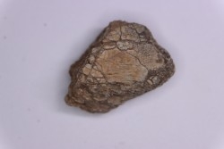 scute de dinosaure :  Sauropelta  edwardsorum  (Ankylosaurien) - Crétacé Inférieur - CLOVERLY Fmt,  Bighorn Co, Wyoming, USA