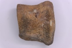 Dinosaur vertebra:  Sauropelta  edwardsorum (Akylosaurian) - Lower Cretaceous - CLOVERLY Fmt, Bighorn Co, Wyoming, USA