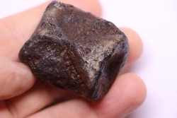 vertebra dinosaur hadrosaure : edmontosaure