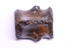 vertebra dinosaur hadrosaure : edmontosaure