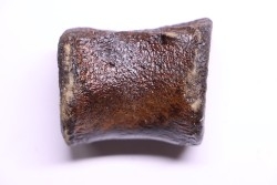 vertebra dinosaur hadrosaure : edmontosaure