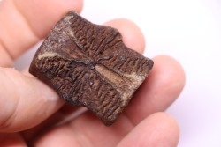 vertèbre de dinosaure HADROSAURE  edmontosaurus - Hell Creek  Fmt - crétacé supérieur - Montana - USA