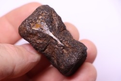vertèbre de dinosaure HADROSAURE  edmontosaurus - Hell Creek  Fmt - crétacé supérieur - Montana - USA