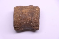 vertebra dinosaur hadrosaure : edmontosaure