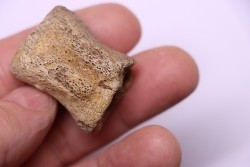 vertebra dinosaur hadrosaure : edmontosaure