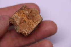 vertebra dinosaur hadrosaure : edmontosaure