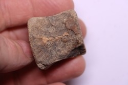 vertebra dinosaur hadrosaure : edmontosaure