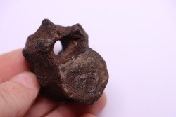 vertebra dinosaur hadrosaure : edmontosaure