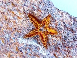 PROTOPALEASTER SP. (3)