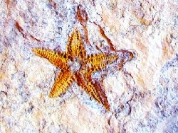 PROTOPALEASTER SP. (4)