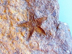 PROTOPALEASTER SP. (6)
