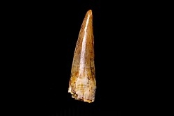 Richardoestesia gilmorei  Hell Creek  Formation  upper cretaceous  Dawson County, Montana - USA
