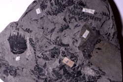 4 variétés de Fougères :ODONTOPTERIS CYCLOPTERIS CALAMITES CALAMOSTACHYS  Stephanian - Sanvignes les Mines (71) FRANCE