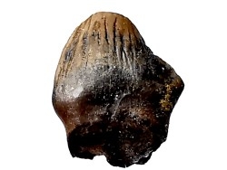 dinosaur tooth Denversaurus schlessmani - Maastrichtian (South Dakota)