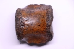 vertebra dinosaur hadrosaure : edmontosaure