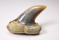 shark tooth: Cosmopolitodus planus - Miocene -  Bakersfield, California - USA