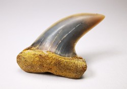 shark tooth: Cosmopolitodus planus - Miocene -  Bakersfield, California - USA